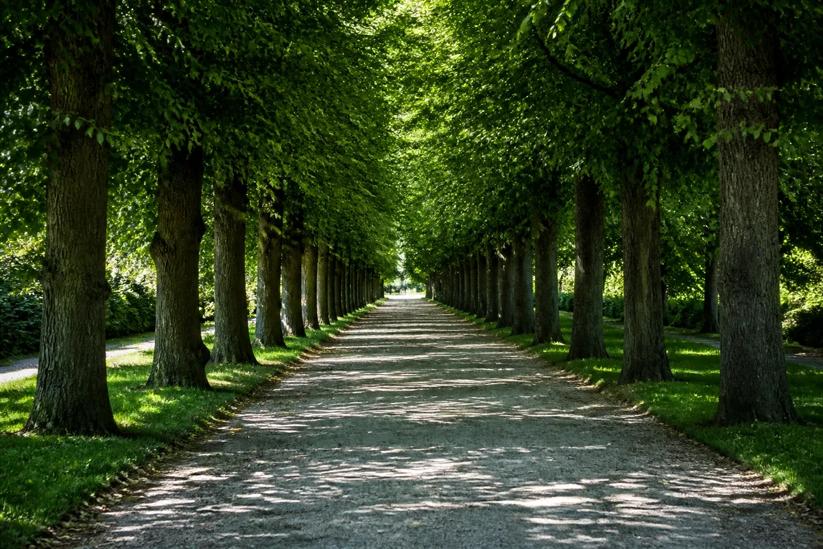 Alignement de tilleuls bordant une allée de gravier en plein été