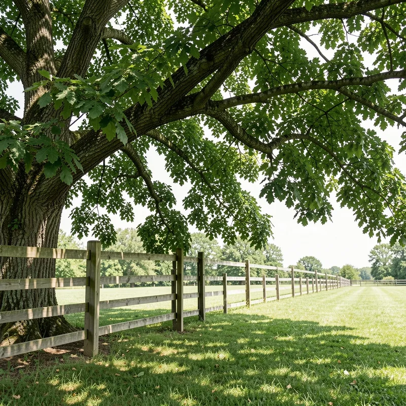 Branches d&rsquo;un grand arbre surplombant une clôture mitoyenne en bois