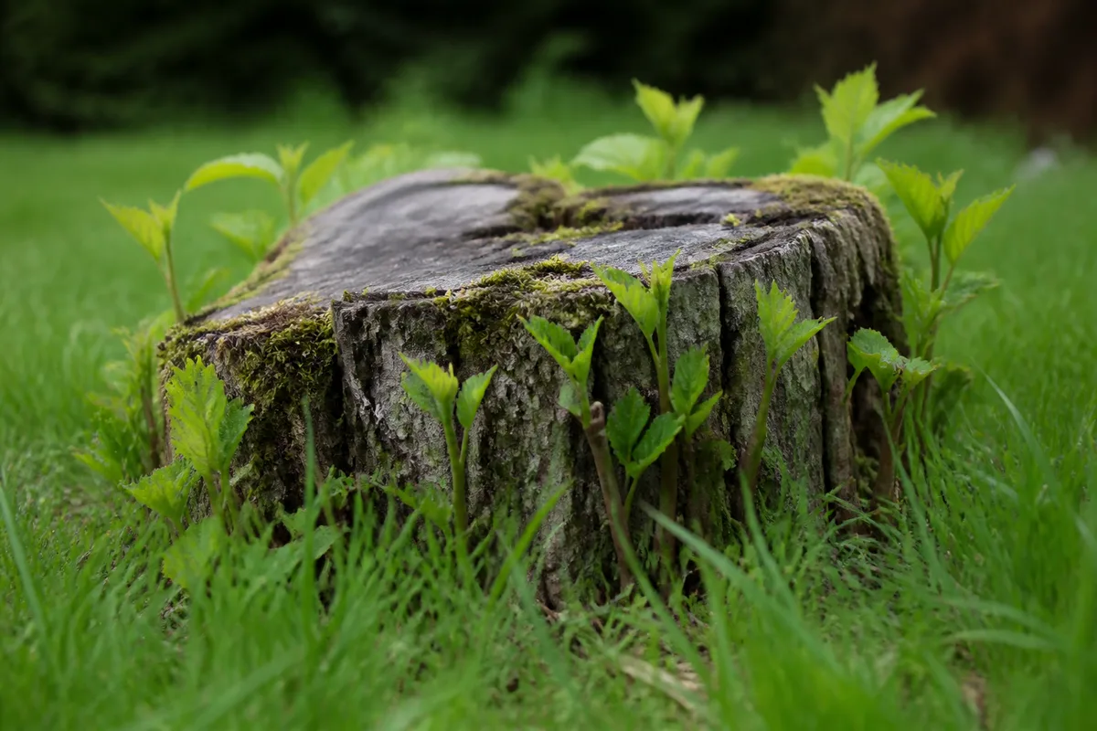 Souche de feuillu coupée à ras entourée d&rsquo;herbe haute dans un jardin
