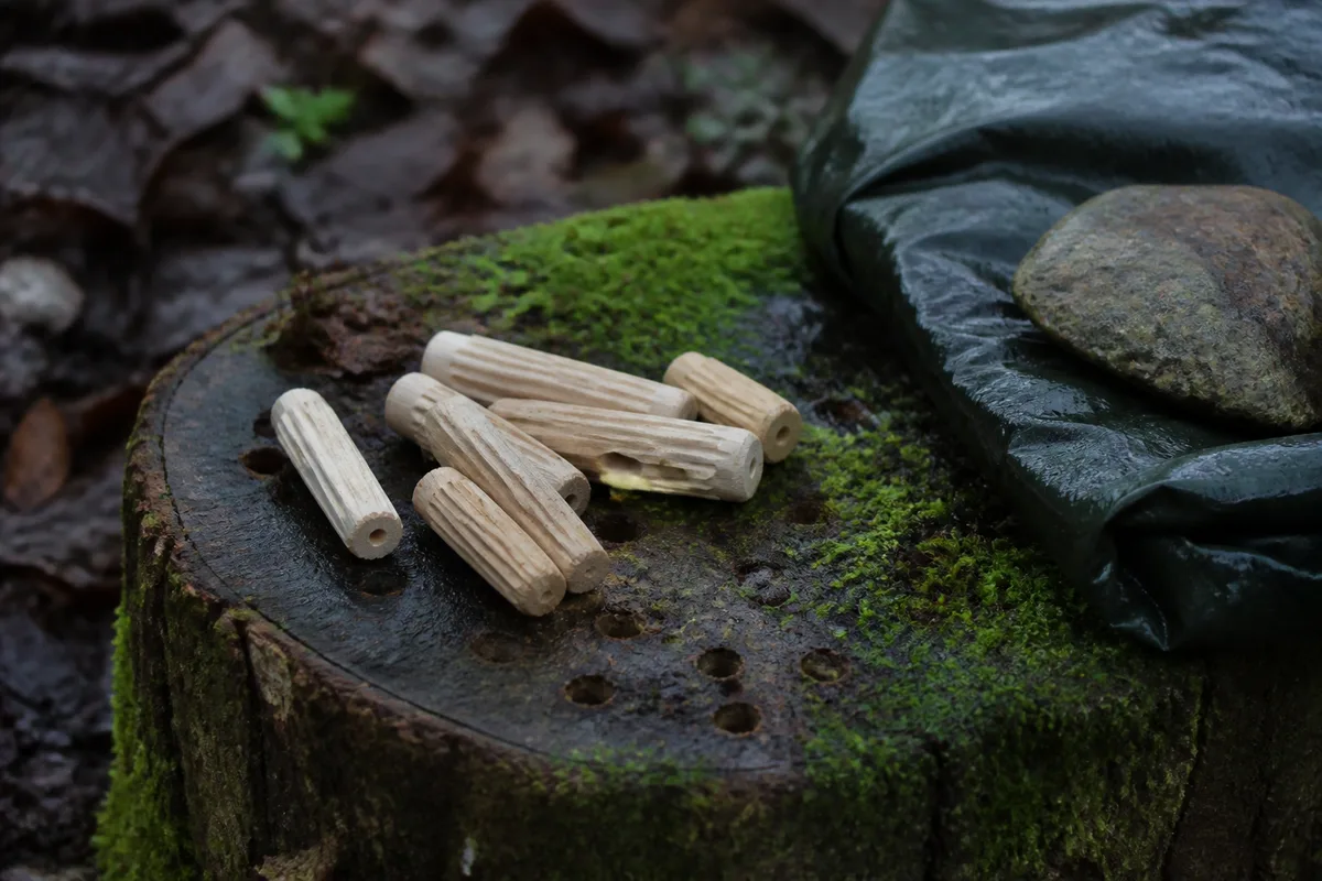 Chevilles de bois inoculées posées près d&rsquo;une souche humide couverte de mousse