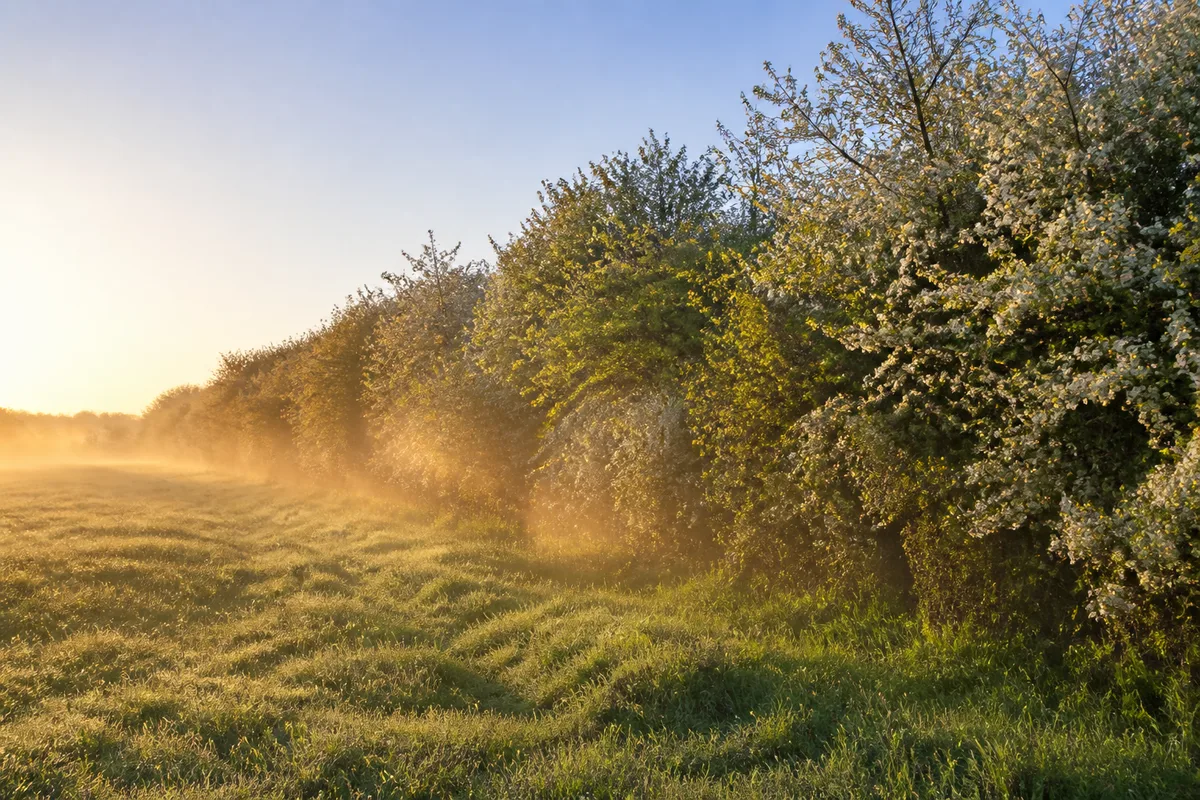 Haie champêtre fleurie longeant une prairie au petit matin