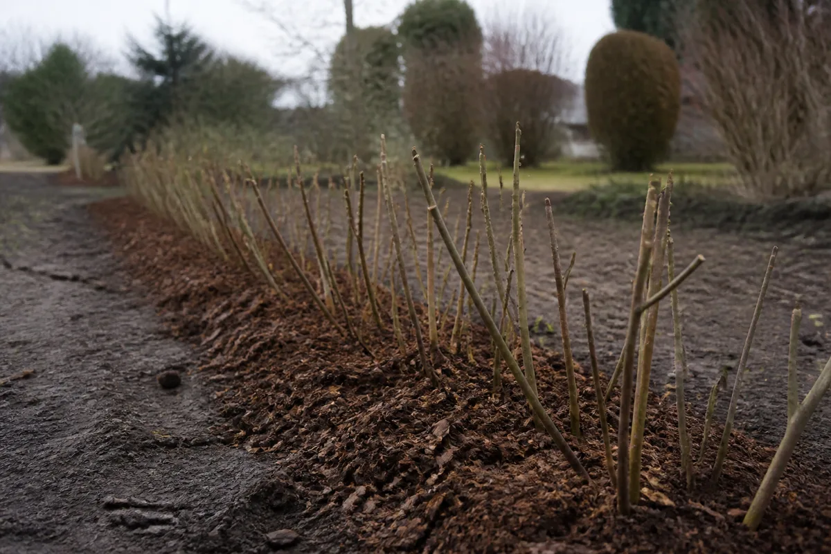 Jeune haie champêtre paillée de broyat, alignée le long d&rsquo;un jardin en hiver