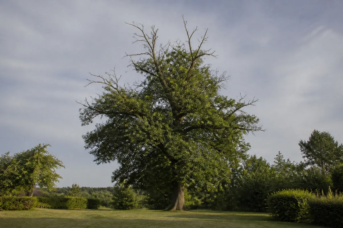 Maladies des arbres : reconnaître les signes au jardin